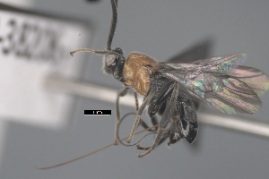  ( - CCDB-38206-G05)  @11 [ ] CreativeCommons - Attribution Share Alike (2024) CBG Photography Group Centre for Biodiversity Genomics