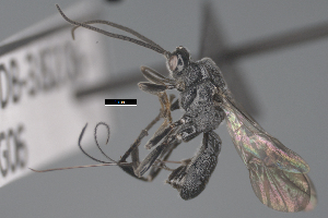  ( - CCDB-38206-G06)  @11 [ ] CreativeCommons - Attribution Share Alike (2024) CBG Photography Group Centre for Biodiversity Genomics