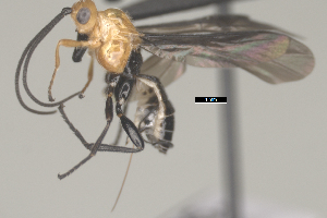  (Bracon Janzen5186 - CCDB-38206-H01)  @11 [ ] CreativeCommons - Attribution Share Alike (2024) CBG Photography Group Centre for Biodiversity Genomics