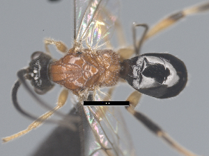  ( - CCDB-38206-H11)  @11 [ ] CreativeCommons - Attribution Share Alike (2024) CBG Photography Group Centre for Biodiversity Genomics