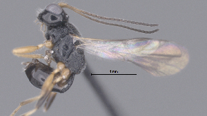  (Peristenus Malaise0130 - CCDB-38197-F10)  @11 [ ] CreativeCommons - Attribution (2023) Michael Sharkey Centre for Biodiversity Genomics
