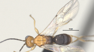  (Stiropius Malaise3080 - CCDB-38214-G09)  @11 [ ] CreativeCommons - Attribution (2023) Michael Sharkey Centre for Biodiversity Genomics