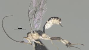  (Mesochorus cuatrotres - CCDB-38198-H02)  @11 [ ] CreativeCommons - Attribution (2023) Michael Sharkey Centre for Biodiversity Genomics