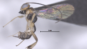  (Mesochorus unocincoseis - CCDB-38197-H04)  @11 [ ] CreativeCommons - Attribution (2023) Michael Sharkey Centre for Biodiversity Genomics