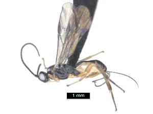  ( - MJS0388.2)  @11 [ ] CreativeCommons - Attribution Share - Alike (2024) Michael Sharkey University of Kentucky