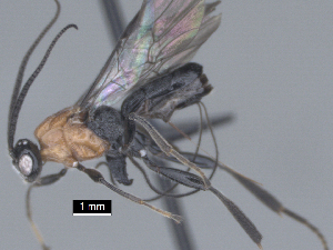  ( - MJS0390.3)  @11 [ ] CreativeCommons - Attribution Share - Alike (2024) Michael Sharkey University of Kentucky