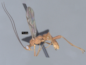  (Aleiodes Malaise8700 - MJS0392.1)  @11 [ ] CreativeCommons - Attribution Share - Alike (2024) Michael Sharkey University of Kentucky