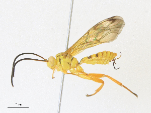  ( - CBG-A30024-B09)  @11 [ ] CreativeCommons - Attribution Share - Alike (2024) CBG Photography Group Centre for Biodiversity Genomics