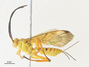  ( - CBG-A30024-E12)  @11 [ ] CreativeCommons - Attribution Share - Alike (2024) CBG Photography Group Centre for Biodiversity Genomics