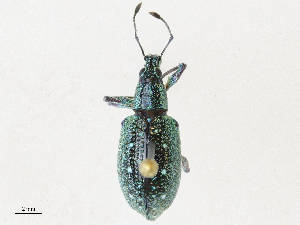  ( - CBG-A30062-D10)  @11 [ ] CreativeCommons - Attribution Share - Alike (2024) CBG Photography Group Centre for Biodiversity Genomics