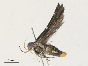  ( - CBG-A30063-G05)  @11 [ ] CreativeCommons - Attribution Share - Alike (2024) CBG Photography Group Centre for Biodiversity Genomics
