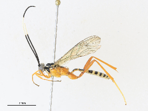  ( - CBG-A30127-F10)  @11 [ ] CreativeCommons - Attribution Share - Alike (2024) CBG Photography Group Centre for Biodiversity Genomics