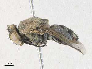  (Lixophaga Malaise7535 - CBG-A30128-G03)  @11 [ ] CreativeCommons - Attribution Share - Alike (2024) CBG Photography Group Centre for Biodiversity Genomics