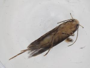  ( - CBG-A30224-A02)  @11 [ ] CreativeCommons - Attribution Share - Alike (2024) Centre for Biodiversity Genomics Centre for Biodiversity Genomics