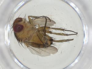  (Siphona Malaise9404 - CBG-A30376-G02)  @11 [ ] CreativeCommons - Attribution Share - Alike (2024) Centre for Biodiversity Genomics Centre for Biodiversity Genomics