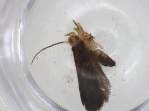  (gelMalaise01 Malaise9227 - CBG-A30387-E11)  @11 [ ] CreativeCommons - Attribution Share - Alike (2024) Centre for Biodiversity Genomics Centre for Biodiversity Genomics