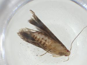  ( - CBG-A30393-F11)  @11 [ ] CreativeCommons - Attribution Share - Alike (2024) Centre for Biodiversity Genomics Centre for Biodiversity Genomics