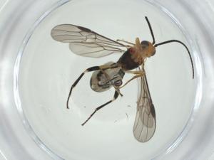  (Bracon Malaise1404 - CBG-A30493-D09)  @11 [ ] CreativeCommons - Attribution Share - Alike (2024) Centre for Biodiversity Genomics Centre for Biodiversity Genomics