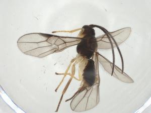  ( - CBG-A30544-G08)  @11 [ ] CreativeCommons - Attribution Share - Alike (2024) Centre for Biodiversity Genomics Centre for Biodiversity Genomics