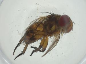  (Siphona Malaise9494 - CBG-A30548-C08)  @11 [ ] CreativeCommons - Attribution Share - Alike (2024) Centre for Biodiversity Genomics Centre for Biodiversity Genomics