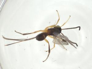  ( - CBG-A30550-H04)  @11 [ ] CreativeCommons - Attribution Share - Alike (2024) Centre for Biodiversity Genomics Centre for Biodiversity Genomics