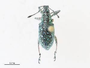  ( - CBG-A30946-A12)  @11 [ ] CreativeCommons - Attribution Share - Alike (2024) CBG Photography Group Centre for Biodiversity Genomics