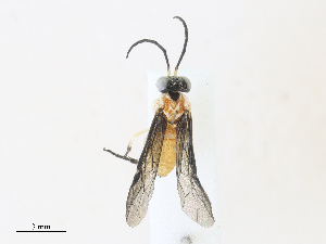  (Dochmioglene sp. tH8 - CBG-A30946-G08)  @11 [ ] CreativeCommons - Attribution Share - Alike (2024) CBG Photography Group Centre for Biodiversity Genomics