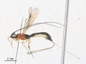  ( - CBG-A30946-H03)  @11 [ ] CreativeCommons - Attribution Share - Alike (2024) CBG Photography Group Centre for Biodiversity Genomics