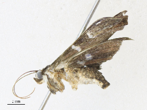  ( - CBG-A30948-E12)  @11 [ ] CreativeCommons - Attribution Share - Alike (2024) CBG Photography Group Centre for Biodiversity Genomics