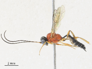  ( - CBG-A30994-A07)  @11 [ ] CreativeCommons - Attribution Share - Alike (2024) CBG Photography Group Centre for Biodiversity Genomics