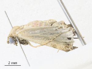  ( - CBG-A30994-A09)  @11 [ ] CreativeCommons - Attribution Share - Alike (2024) CBG Photography Group Centre for Biodiversity Genomics