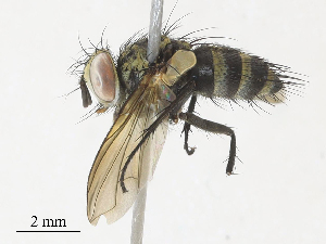  (Lixophaga Malaise7346 - CBG-A30994-F08)  @11 [ ] CreativeCommons - Attribution Share - Alike (2024) CBG Photography Group Centre for Biodiversity Genomics