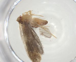  ( - CBG-A31432-E06)  @11 [ ] CreativeCommons - Attribution Share - Alike (2024) Centre for Biodiversity Genomics Centre for Biodiversity Genomics