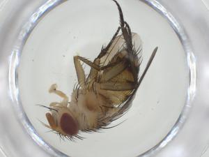  (Ceromya Janzen62 - CBG-A31440-E04)  @11 [ ] CreativeCommons - Attribution Share - Alike (2024) Centre for Biodiversity Genomics Centre for Biodiversity Genomics