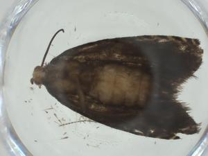  ( - CBG-A31449-E08)  @11 [ ] CreativeCommons - Attribution Share - Alike (2024) Centre for Biodiversity Genomics Centre for Biodiversity Genomics