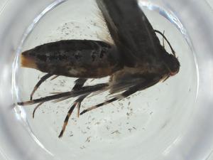  ( - CBG-A31452-F06)  @11 [ ] CreativeCommons - Attribution Share - Alike (2024) Centre for Biodiversity Genomics Centre for Biodiversity Genomics