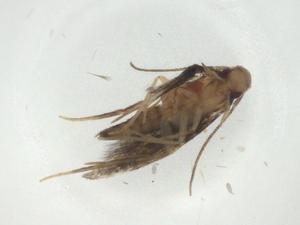  ( - CBG-A31467-A12)  @11 [ ] CreativeCommons - Attribution Share - Alike (2024) Centre for Biodiversity Genomics Centre for Biodiversity Genomics