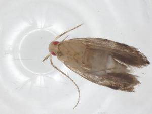  ( - CBG-A31522-A09)  @11 [ ] CreativeCommons - Attribution Share - Alike (2024) Centre for Biodiversity Genomics Centre for Biodiversity Genomics