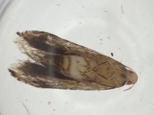  ( - CBG-A31529-H03)  @11 [ ] CreativeCommons - Attribution Share - Alike (2024) Centre for Biodiversity Genomics Centre for Biodiversity Genomics