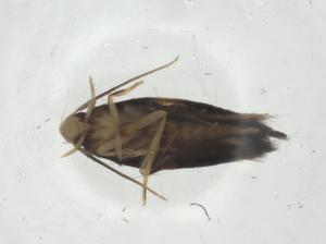  ( - CBG-A31545-F06)  @11 [ ] CreativeCommons - Attribution Share - Alike (2024) Centre for Biodiversity Genomics Centre for Biodiversity Genomics