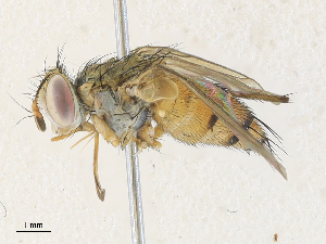  ( - CBG-A31757-B03)  @11 [ ] CreativeCommons - Attribution Share - Alike (2024) CBG Photography Group Centre for Biodiversity Genomics