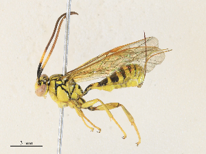  ( - CBG-A31758-H03)  @11 [ ] CreativeCommons - Attribution Share - Alike (2024) CBG Photography Group Centre for Biodiversity Genomics