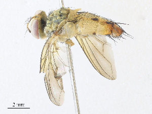  (Telothyria Malaise8291 - CBG-A31760-G12)  @11 [ ] CreativeCommons - Attribution Share - Alike (2024) CBG Photography Group Centre for Biodiversity Genomics