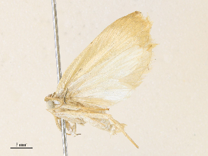  ( - CBG-A31760-H06)  @11 [ ] CreativeCommons - Attribution Share - Alike (2024) CBG Photography Group Centre for Biodiversity Genomics