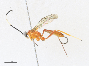  ( - CBG-A31761-A11)  @11 [ ] CreativeCommons - Attribution Share - Alike (2024) CBG Photography Group Centre for Biodiversity Genomics