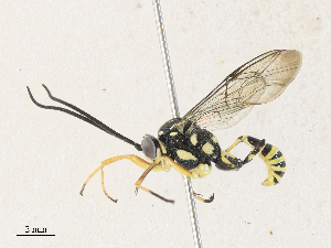  (cryptJanzen01 malaise1983 - CBG-A31763-B03)  @11 [ ] CreativeCommons - Attribution Share - Alike (2024) CBG Photography Group Centre for Biodiversity Genomics
