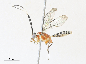  ( - CBG-A31764-B10)  @11 [ ] CreativeCommons - Attribution Share - Alike (2024) CBG Photography Group Centre for Biodiversity Genomics