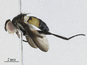  (tachMalaise01 Malaise4290 - CBG-A31829-H02)  @11 [ ] CreativeCommons - Attribution Share - Alike (2024) CBG Photography Group Centre for Biodiversity Genomics