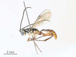  ( - CBG-A31831-E11)  @11 [ ] CreativeCommons - Attribution Share - Alike (2024) CBG Photography Group Centre for Biodiversity Genomics