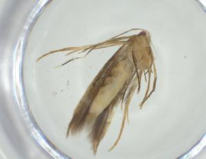  (gelMalaise01 Malaise7122 - CBG-A32096-F07)  @11 [ ] CreativeCommons - Attribution Share - Alike (2024) Centre for Biodiversity Genomics Centre for Biodiversity Genomics